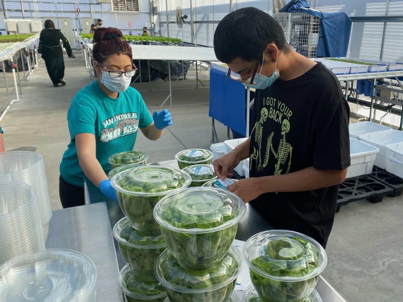 Student and teacher work in school greenhouse packaging lettuce